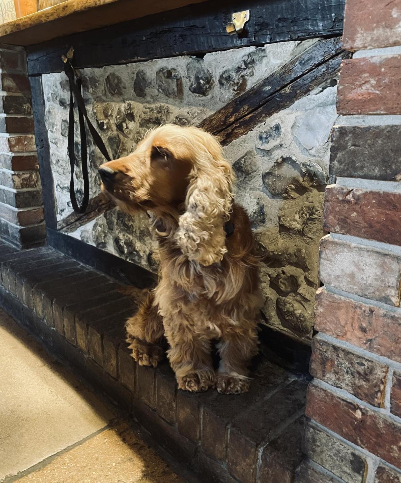 The Greyhound Inn Sydling St Nicholas Εξωτερικό φωτογραφία